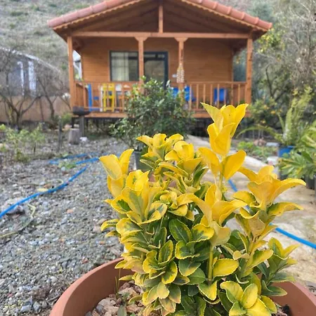 Ebru Kaptan Evi